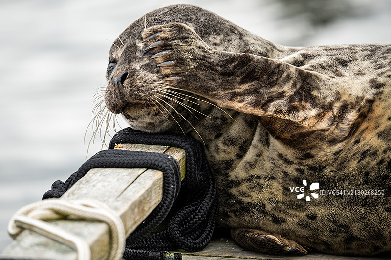 栅栏上的海豹特写图片素材