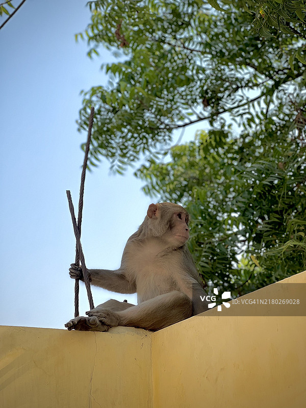 印度一只坐在挡土墙上的猕猴的低角度视图图片素材