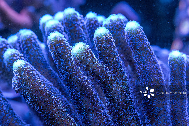 海中珊瑚特写，科罗拉多州丹佛，美国图片素材