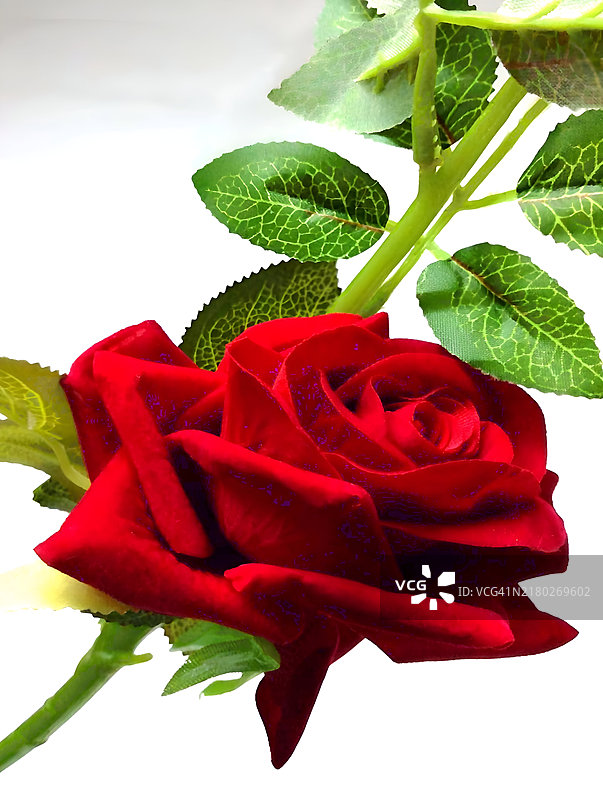 红玫瑰特写，背景为白色图片素材
