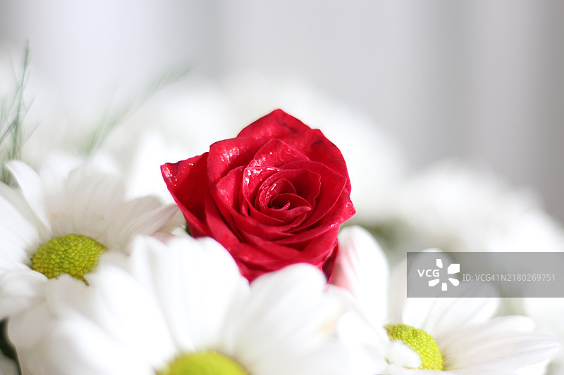 红玫瑰特写图片素材