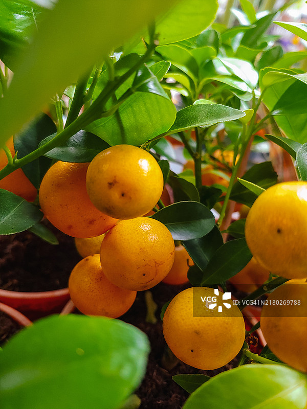 树上果实的特写图片素材