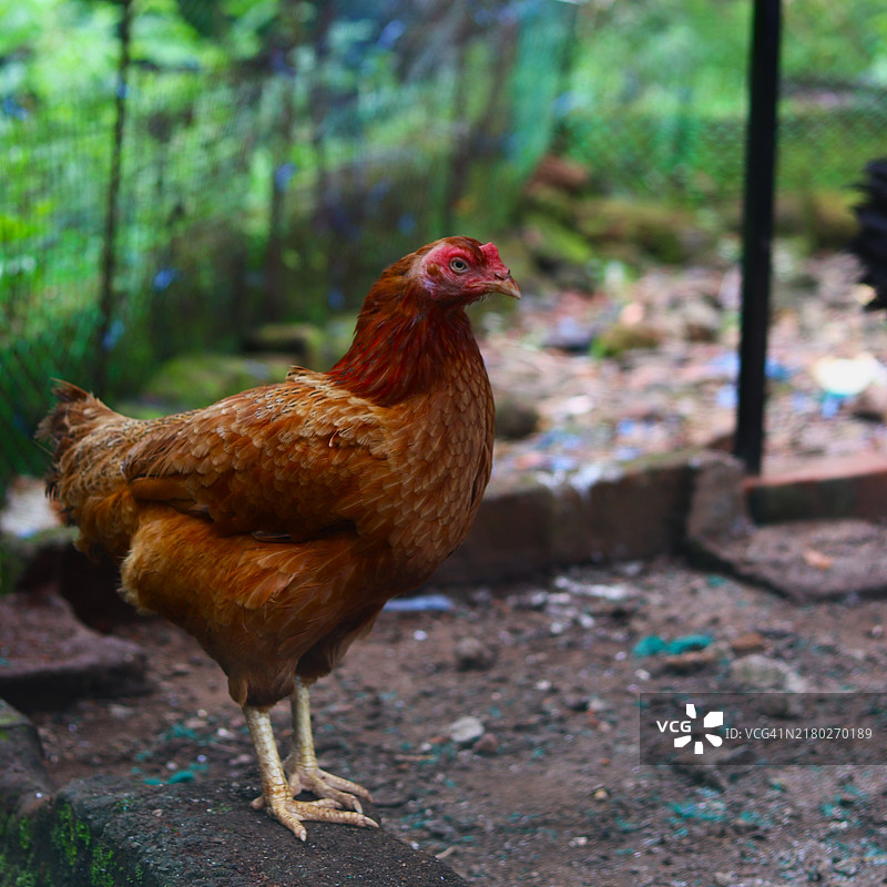 公鸡特写镜头图片素材
