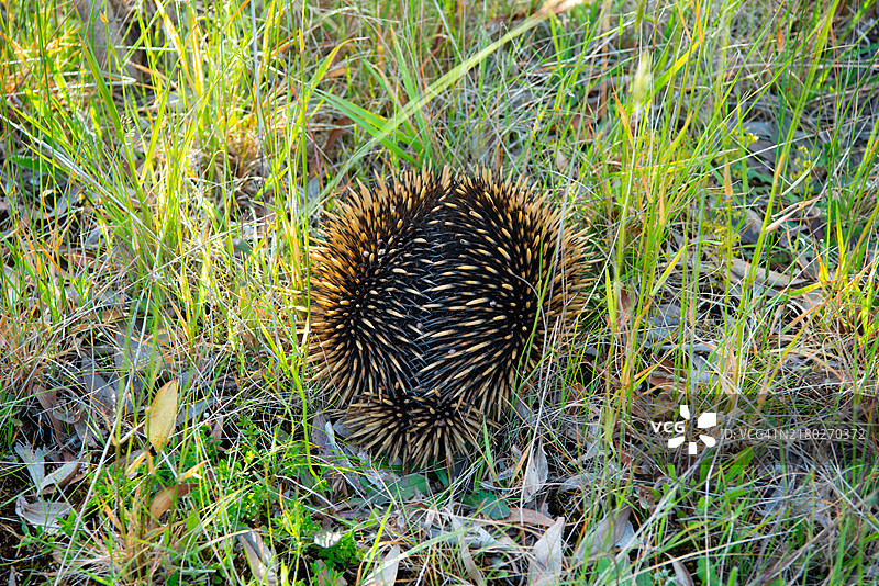 田野上刺猬的特写镜头图片素材
