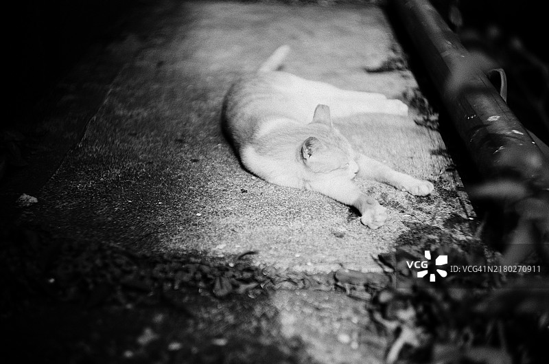 在地板上休息的猫图片素材