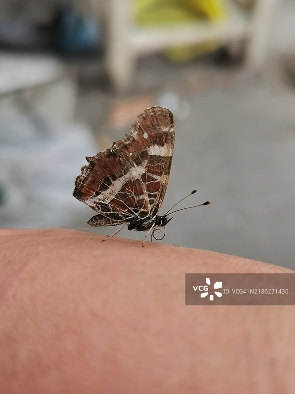 蝴蝶特写图片素材