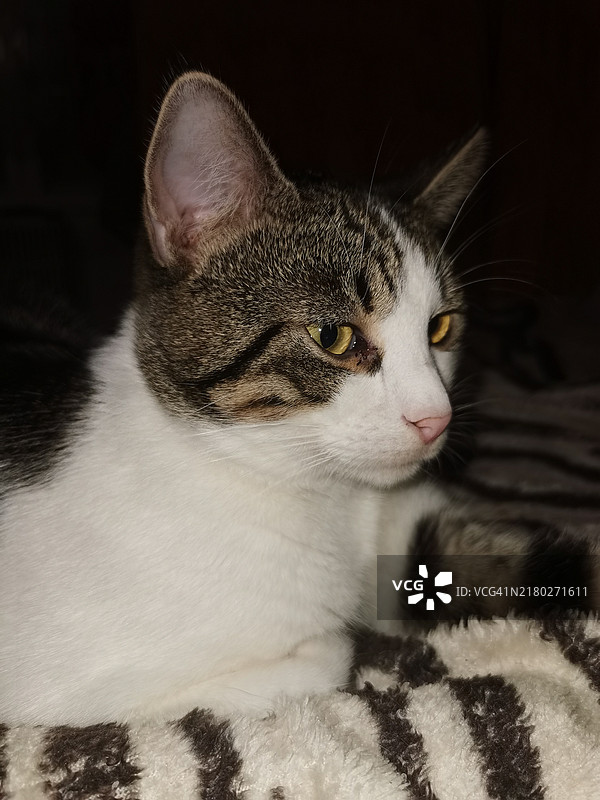 猫的特写镜头图片素材