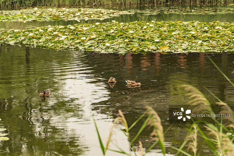 母鸭与小鸭在池塘里， 中国图片素材