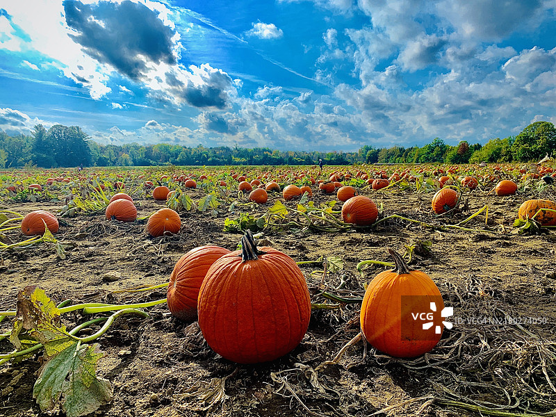安大略省，加拿大，田野上南瓜的特写，背景是天空。图片素材