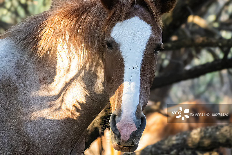与野生美洲野马的亲密接触，亚利桑那州，美国图片素材