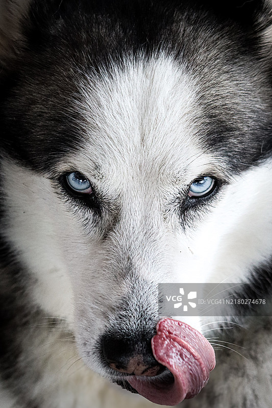 西伯利亚哈士奇的特写镜头图片素材