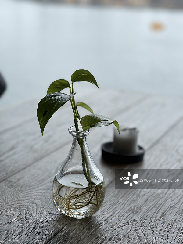 一张绿色细长植物在透明罐中的垂直特写镜头图片素材