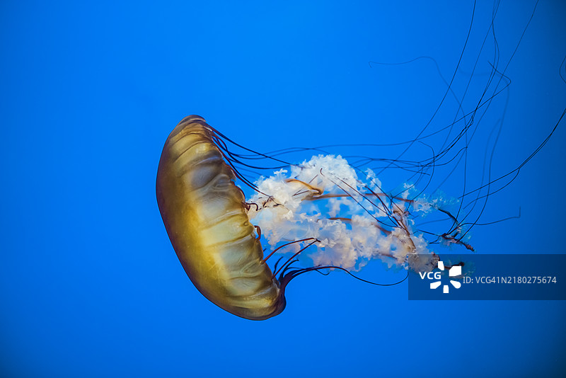 海洋中的水母特写，俄勒冈州，美国图片素材