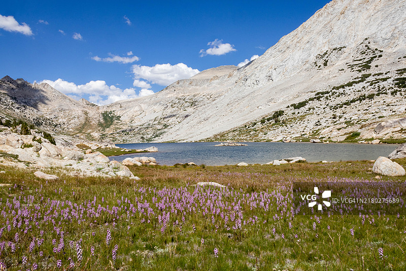加利福尼亚州美国的花卉植物与山脉在天空下的美丽景色图片素材