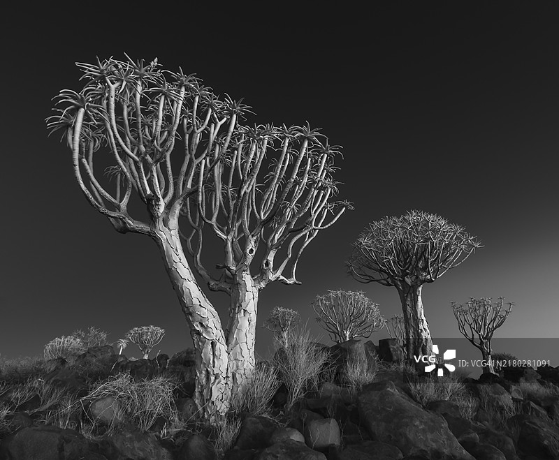 红外图像：纳米比亚基特曼斯胡普沙漠中的箭袋树图片素材