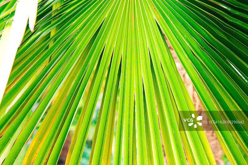 棕榈树叶特写图片素材