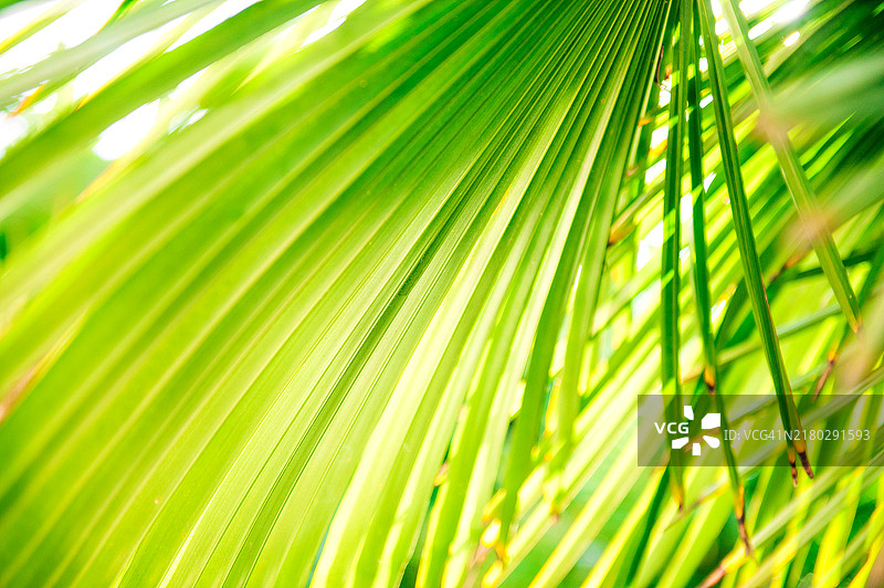 棕榈树叶特写图片素材