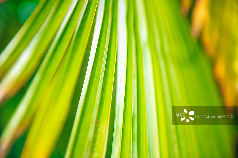 棕榈树叶特写图片素材