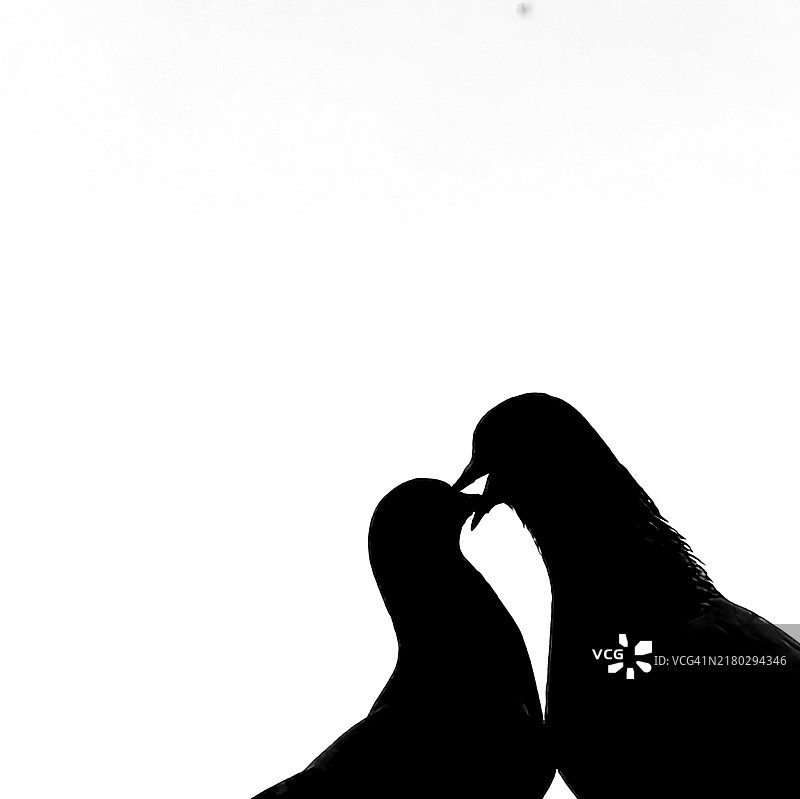 鸟类剪影图片素材