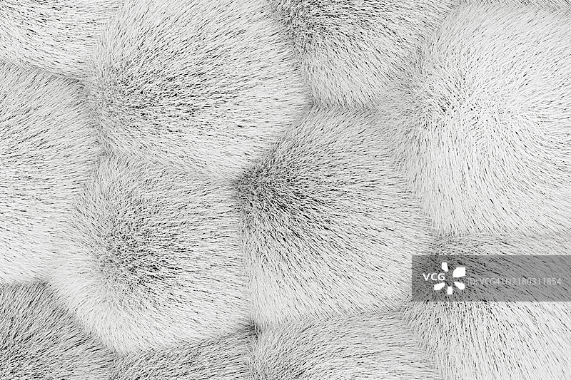 白色单色冬季蓬松毛皮背景，3D舒适可爱球体图案，文本、设计元素、留白区域的空白背景图片素材