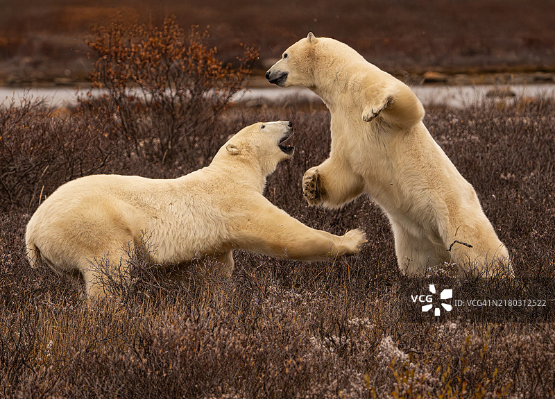 加拿大丘吉尔野生嬉戏中的北极熊图片素材