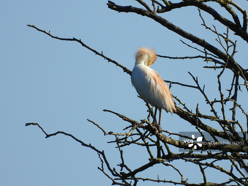 低角度视图的白色鸟栖息在树上图片素材