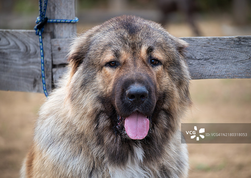 谢泼德的特写肖像图片素材
