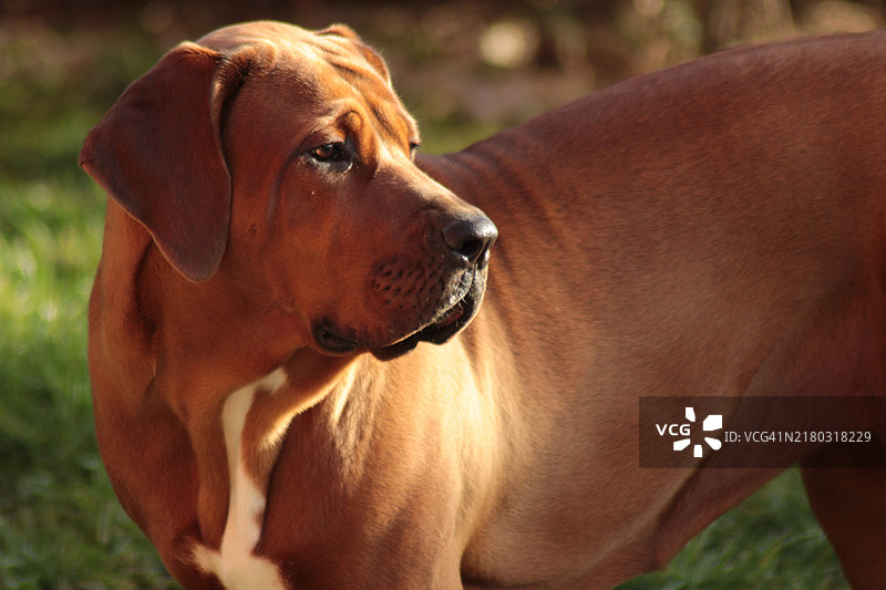 狗的特写镜头，目光投向远方，斯洛伐克图片素材