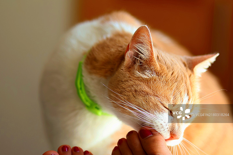 猫咪靠近人类脚趾的特写镜头图片素材