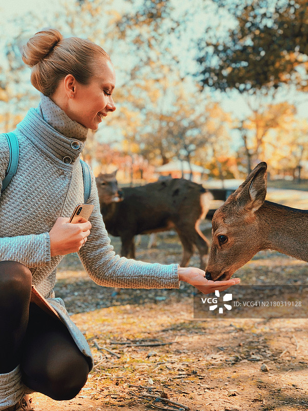 美丽的女人在日本奈良公园喂鹿图片素材