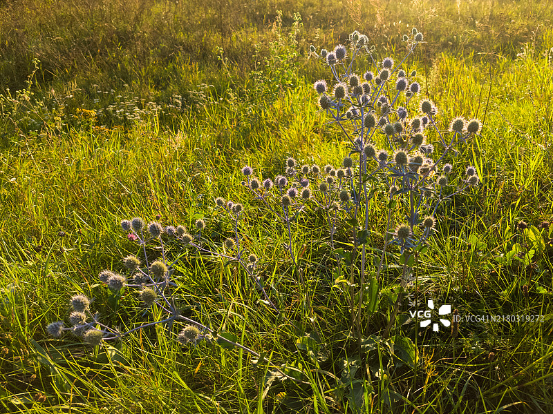 堤岸上生长的蓝色蓝刺头图片素材