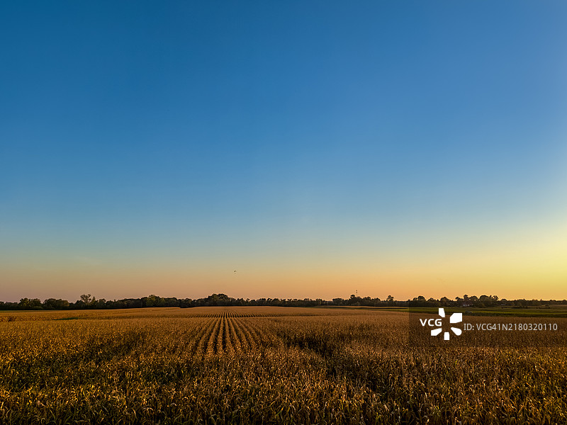 金色阳光洒满广阔玉米地图片素材