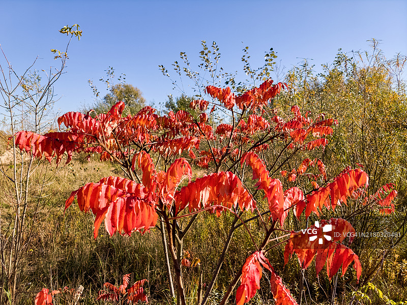 阳光明媚的秋日里闪亮的红叶图片素材