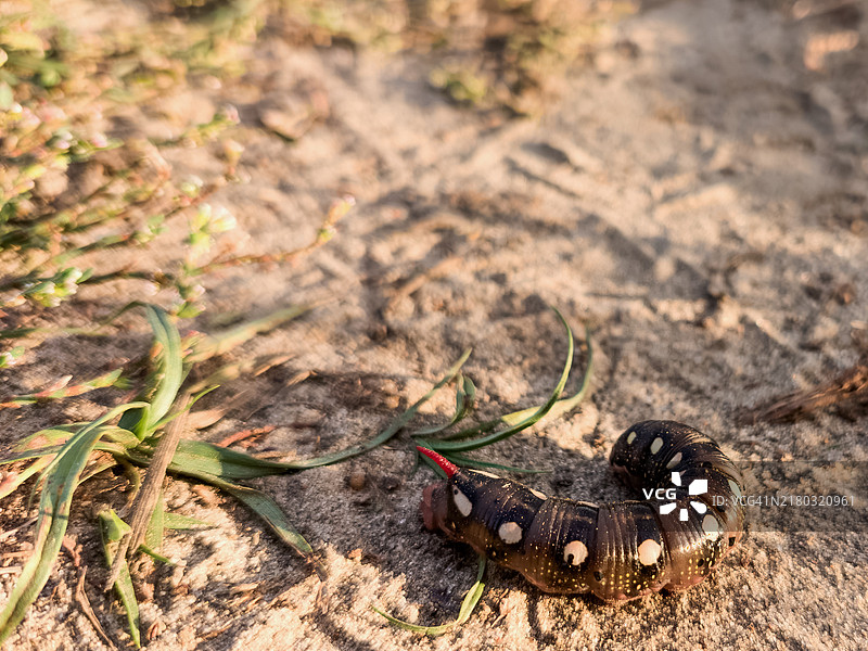 地上的Hyles gallii毛毛虫图片素材