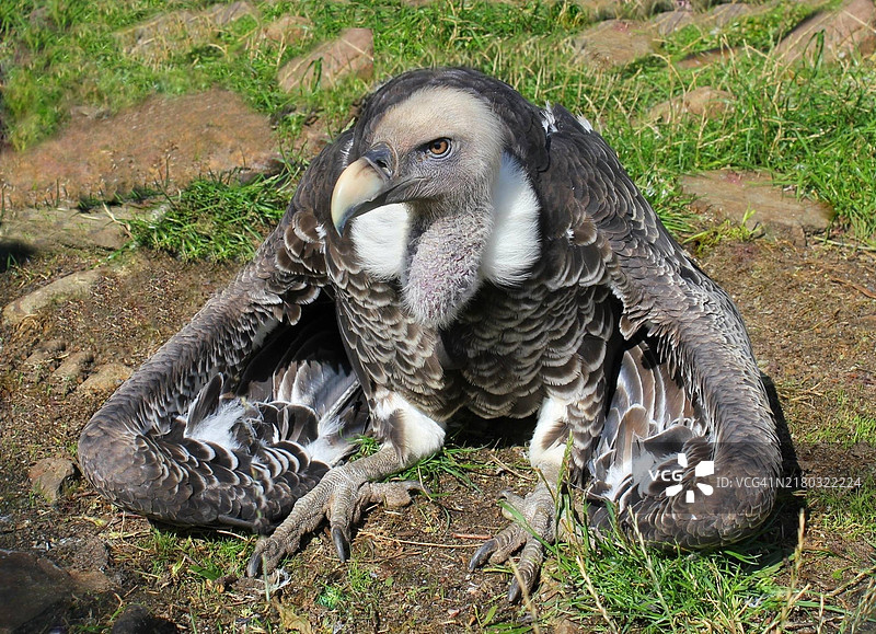 秃鹫栖息在田野上的特写镜头图片素材