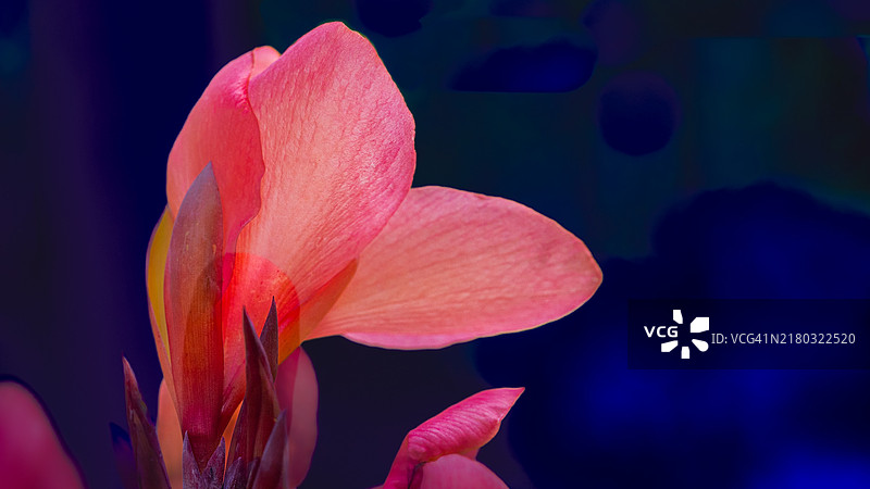 粉色花朵特写，康涅狄格州吉尔福德，美国图片素材