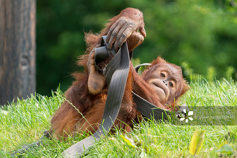 田野上猴子的特写镜头图片素材