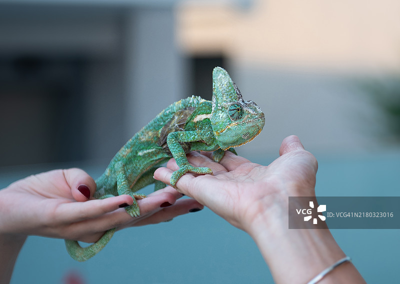 手握变色龙的特写镜头图片素材