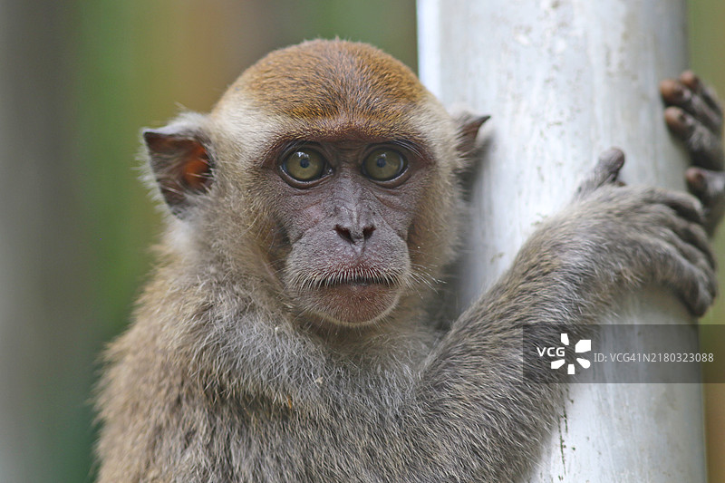 猕猴特写肖像图片素材