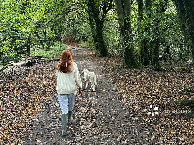 红发女子遛意大利 Spinone 犬特写：泥泞的林地图片素材