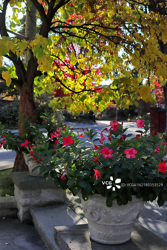 秋日花园——双喜藤图片素材