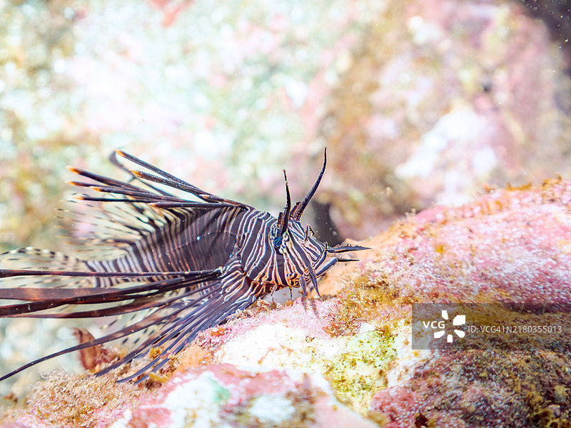 美丽的红狮鱼幼鱼（黑变种）图片素材