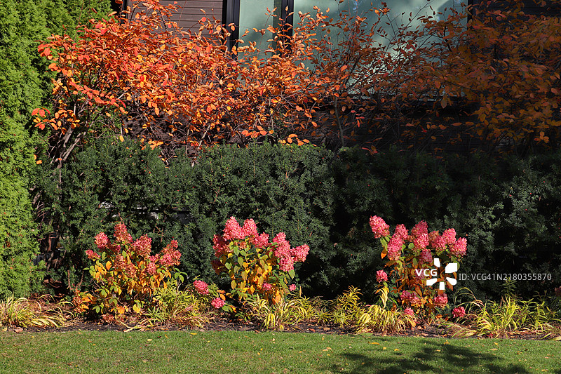 秋季花园奇观：聚焦绣球花图片素材