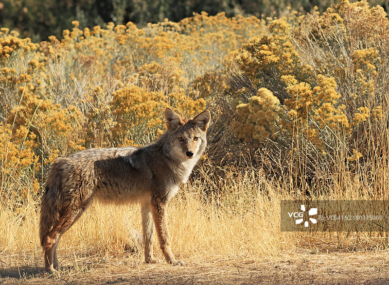 郊狼（犬属），又称：美洲胡狼、草原狼、丛林狼图片素材
