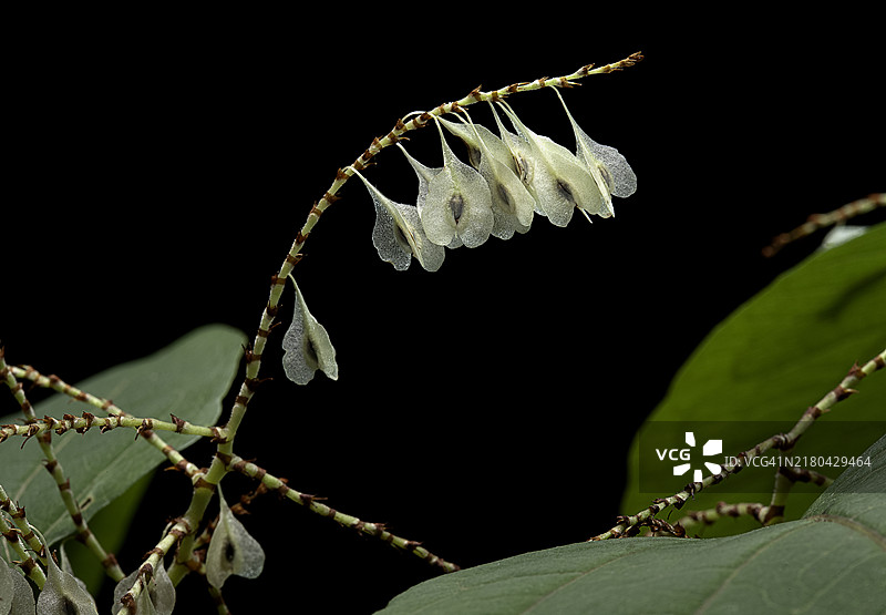 虎杖果实图片素材