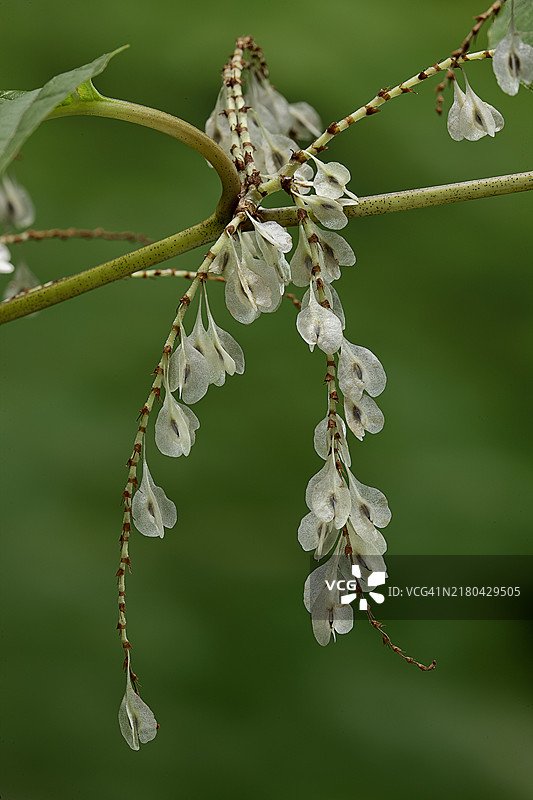 虎杖果实图片素材