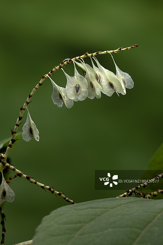虎杖果实图片素材