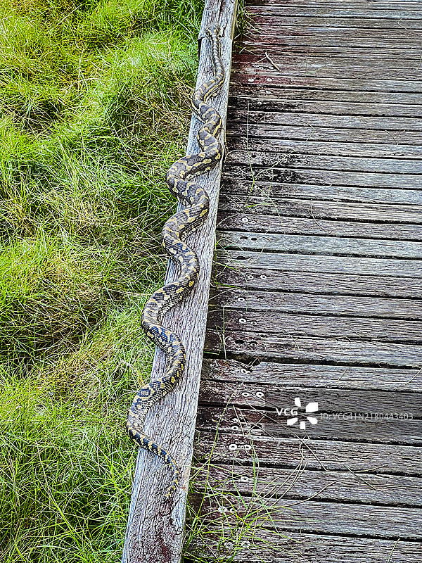 地毯蟒在木板路边缘休息图片素材