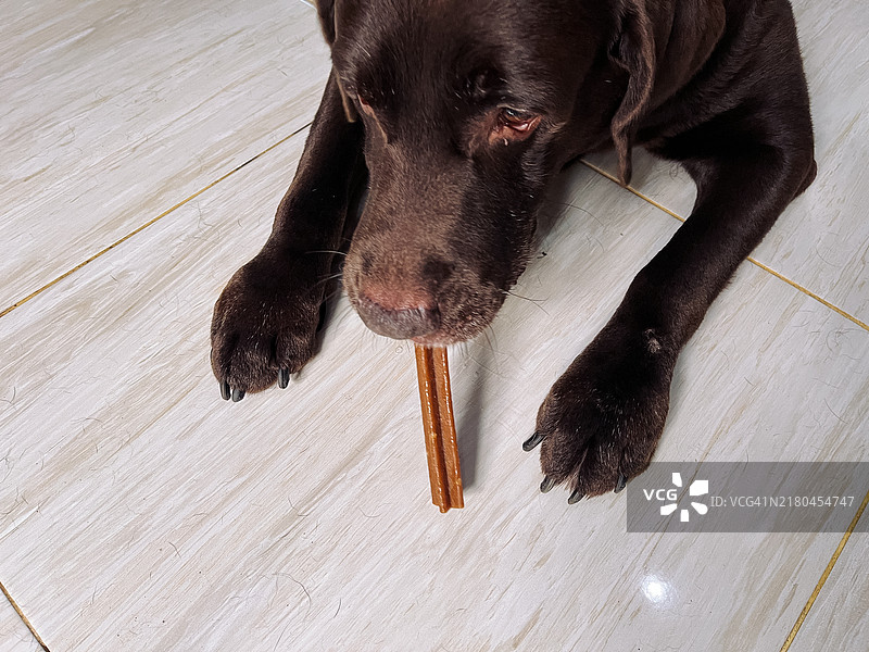 狗狗吃洁牙棒图片素材