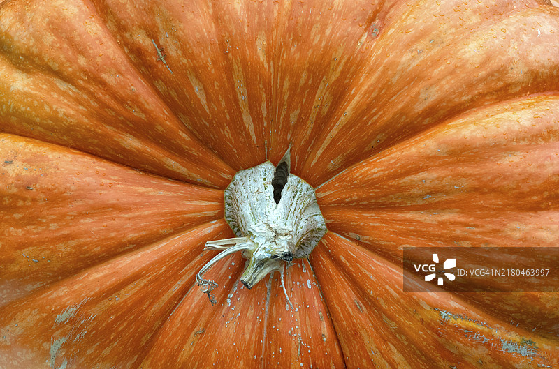 特写：德国路德维希堡巨型南瓜的茎图片素材